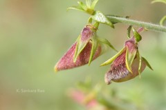 Crotalaria paniculata var. paniculata